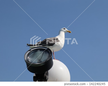 A seagull rests its wings on a light fixture, its white and gray feathers standing out against the blue sky. A seagull rests its wings on a light fixture, its white and gray feathers standing out against the blue sky. 142240245