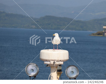A seagull stands with the lake and the forest on the opposite shore as its backdrop – a summer scene by the lake. A seagull stands with the lake and the forest on the opposite shore as its backdrop – a summer scene by the lake. 142240246
