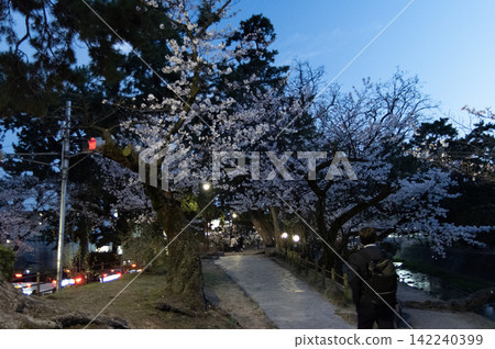 城市公園裡的夜櫻 城市公園裡的夜櫻 142240399