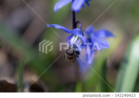 Honey bee pollinating blue siberian squill flower in early spring forest, macro Honey bee pollinating blue siberian squill flower in early spring forest, macro 142240423