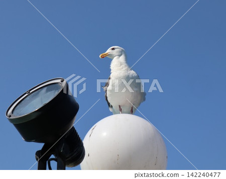 A seagull stands in a position to look up at the blue sky; a seabird perches on the ship's lights. A seagull stands in a position to look up at the blue sky; a seabird perches on the ship's lights. 142240477