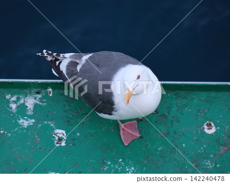 A seagull crouching on the side of a ship; a seabird resting its wings. A seagull crouching on the side of a ship; a seabird resting its wings. 142240478