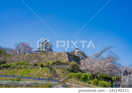 Hamamatsu Castle and cherry blossoms in Hamamatsu City (Shizuoka Prefecture) Hamamatsu Castle and cherry blossoms in Hamamatsu City (Shizuoka Prefecture) 142240515