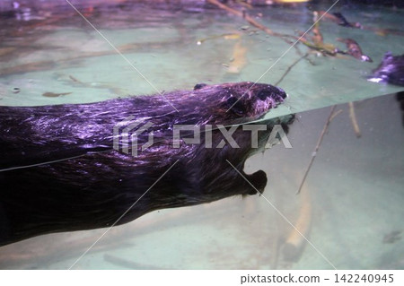 A wet beaver swimming in a fish tank A wet beaver swimming in a fish tank 142240945