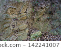 Exposed rock faces and fallen leaves in the forest 142241007