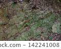 Green rock face covered in moss 142241008