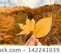 秋日景色：樹葉染上了秋天的顏色，有人手裡拿著落葉。 142241039