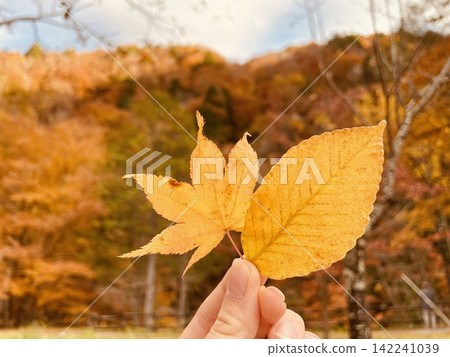 Autumn scenery: leaves dyed in autumn colors and someone holding fallen leaves in their hand. Autumn scenery: leaves dyed in autumn colors and someone holding fallen leaves in their hand. 142241039