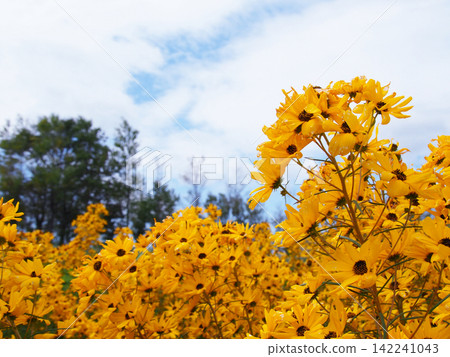 Clouds and yellow flowers Clouds and yellow flowers 142241043