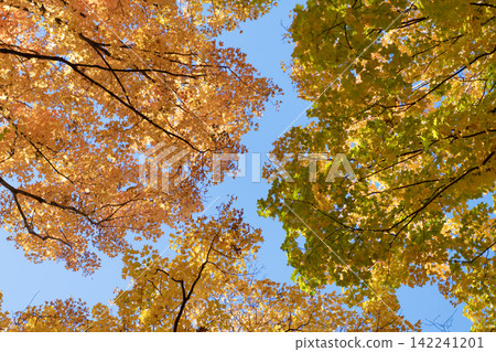 Autumnal sunny day. Seasonal leaves on tree. Natural autumn leaves. Autumn beauty of nature. Fall season nature. Fall leaves of yellow tree. Autumn tree. Nature in fall season. Autumn breeze Autumnal sunny day. Seasonal leaves on tree. Natural autumn leaves. Autumn beauty of nature. Fall season nature. Fall leaves of yellow tree. Autumn tree. Nature in fall season. Autumn breeze 142241201