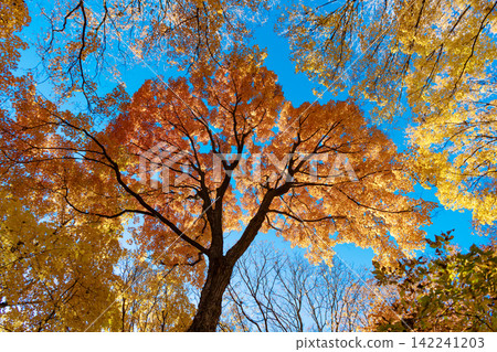 Autumn beauty of nature. Fall season nature. Fall leaves of yellow tree. Autumn tree top. Nature in fall season. Autumnal sunny day. Seasonal leaves on yellow tree. Natural autumn leaves Autumn beauty of nature. Fall season nature. Fall leaves of yellow tree. Autumn tree top. Nature in fall season. Autumnal sunny day. Seasonal leaves on yellow tree. Natural autumn leaves 142241203