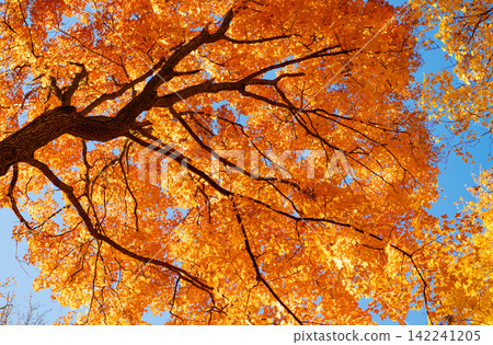 Fall season nature. Fall leaves of colorful tree. Autumn tree top. Nature in fall season. Autumnal sunny day. Seasonal leaves on tree. Natural autumn leaves. Autumn beauty of nature Fall season nature. Fall leaves of colorful tree. Autumn tree top. Nature in fall season. Autumnal sunny day. Seasonal leaves on tree. Natural autumn leaves. Autumn beauty of nature 142241205
