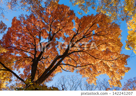 Autumnal sunny day. Seasonal leaves on tree. Natural autumn leaves. Autumn beauty of nature. Fall season nature. Fall leaves of yellow tree. Autumn tree. Nature in fall season Autumnal sunny day. Seasonal leaves on tree. Natural autumn leaves. Autumn beauty of nature. Fall season nature. Fall leaves of yellow tree. Autumn tree. Nature in fall season 142241207