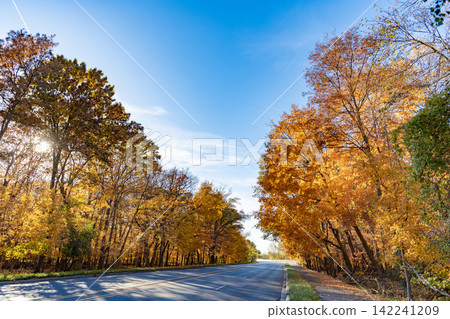 Seasonal leaves on tree. Natural autumn leaves. Autumn beauty of nature. Fall season nature. Fall leaves of yellow tree. Autumn tree. Nature in fall season. Autumnal sunny day. Autumn forest 142241209