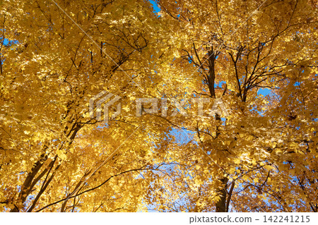 Autumn beauty of nature. Fall season. Nature in forest. Fall leaves in park. Autumn forest. Nature in fall season. Autumnal season in park. Seasonal leaves and tree. Natural autumn. Autumn breeze Autumn beauty of nature. Fall season. Nature in forest. Fall leaves in park. Autumn forest. Nature in fall season. Autumnal season in park. Seasonal leaves and tree. Natural autumn. Autumn breeze 142241215