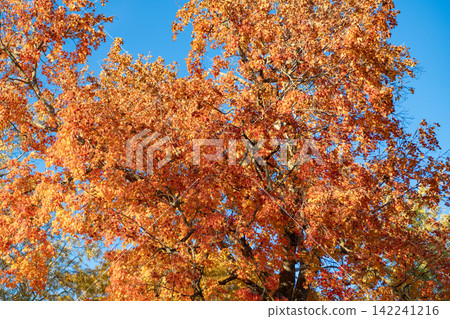 Natural autumn leaves. Autumn beauty of nature. Fall season nature. Fall leaves of yellow tree. Autumn tree change. Nature in fall season. Autumnal sunny day. Seasonal leaves on tree 142241216