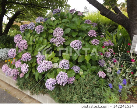 繡球花的紫色花朵 繡球花的紫色花朵 142241534