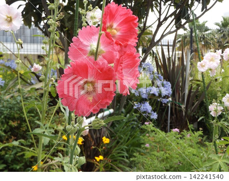Red hollyhock flowers Red hollyhock flowers 142241540