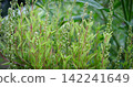 Close up small green plant . Green natural background 142241649