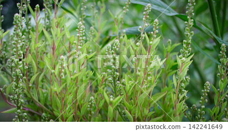 Close up small green plant . Green natural background Close up small green plant . Green natural background 142241649