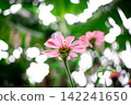 Close up pink flower and blur green nature background 142241650