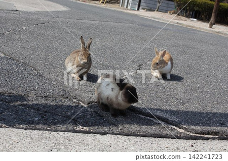 Three rabbits lined up on the road on Okunoshima Island Three rabbits lined up on the road on Okunoshima Island 142241723