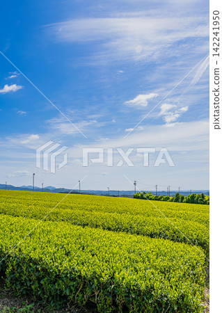 靜岡縣磐田市的茶園景觀 142241950