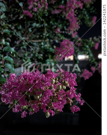 夜間開花的粉紅紫薇 142241975