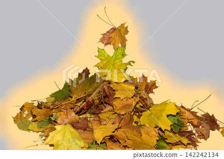 A pile of fallen yellow leaves. A pile of fallen yellow leaves. 142242134