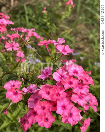 Vibrant pink bellflowers Vibrant pink bellflowers 142242195