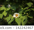 White camellia flower in full bloom 142242467