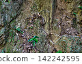 Green plants growing on rock faces 142242595