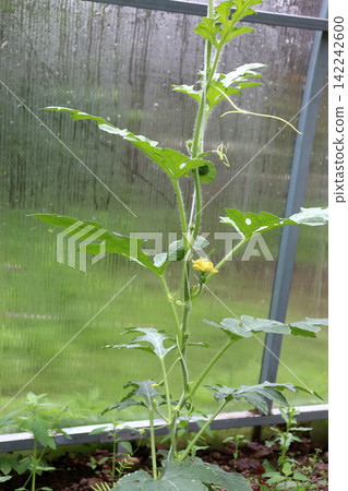 A blooming watermelon plant with ovary in a vertical melon bed A blooming watermelon plant with ovary in a vertical melon bed 142242600