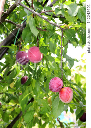 A branch with cherry plum fruits of the Kubanskaya Kometa variety with another variety in the shade A branch with cherry plum fruits of the Kubanskaya Kometa variety with another variety in the shade 142242601