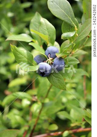 A branch with ripe blueberries on a bush branch - vertical A branch with ripe blueberries on a bush branch - vertical 142242602
