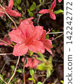 初夏時節，雨後杜鵑花盛開。 142242772