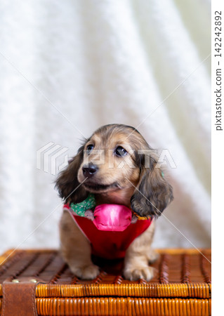 Kaninchen Dachshund puppy Kaninchen Dachshund puppy 142242892