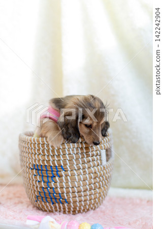 kaninhen 臘腸犬 小狗 142242904