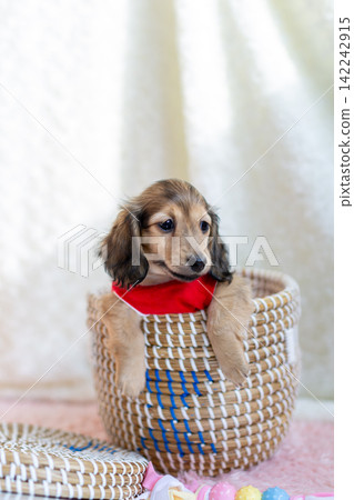 Kaninchen Dachshund puppy Kaninchen Dachshund puppy 142242915