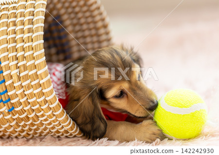 Kaninchen Dachshund puppy Kaninchen Dachshund puppy 142242930