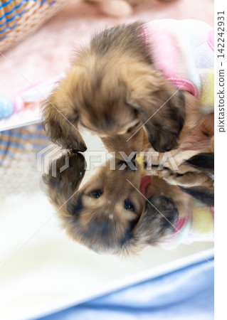Kaninchen Dachshund puppy Kaninchen Dachshund puppy 142242931