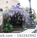 The wisteria trellis in full bloom at the Colosseum in Rome 142242942