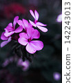 鮮豔的粉紅色花朵在深色背景的襯托下盛開 142243013
