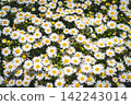 一片盛開的白色雛菊花田。 142243014