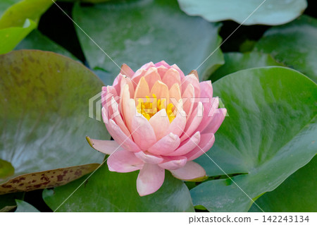 a beautiful water lily blossomed a beautiful water lily blossomed 142243134