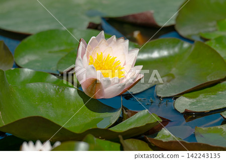 a beautiful water lily blossomed a beautiful water lily blossomed 142243135