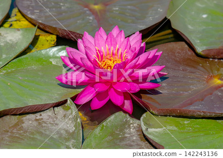 a beautiful water lily blossomed a beautiful water lily blossomed 142243136