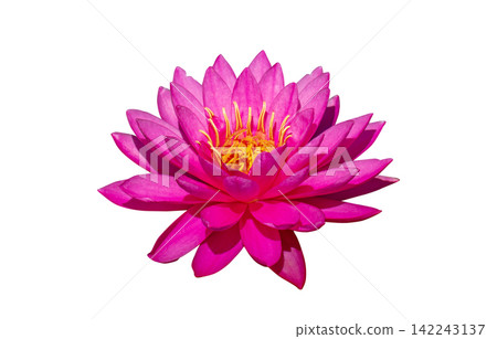 pink water lily isolated pink water lily isolated 142243137