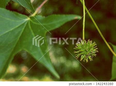Witch hazel flowers blooming on summer mornings Witch hazel flowers blooming on summer mornings 142243160