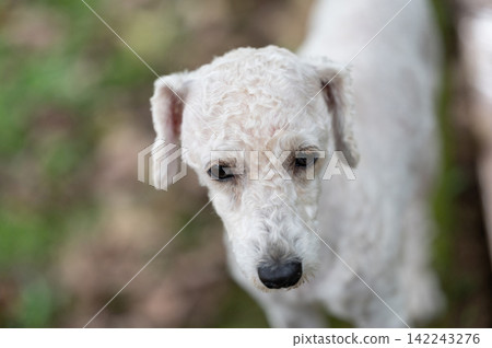 Close up of poodle head Close up of poodle head 142243276